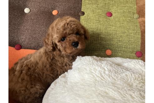 成約済の福岡県のタイニープードル-383679の7枚目
