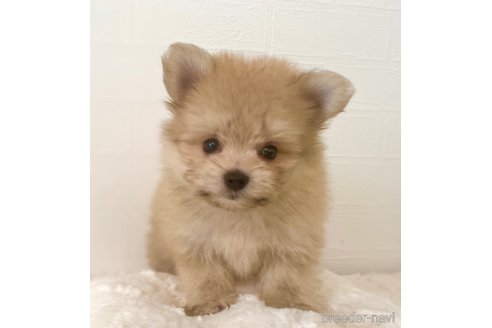 成約済の静岡県のポメマル:ポメラニアン×マルチーズ-383602の4枚目