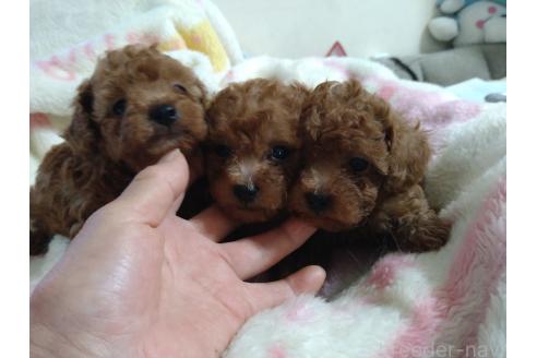 販売中の秋田県のトイプードル-381576