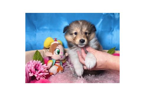 成約済の愛知県のシェットランドシープドッグ(シェルティ)-379454の3枚目