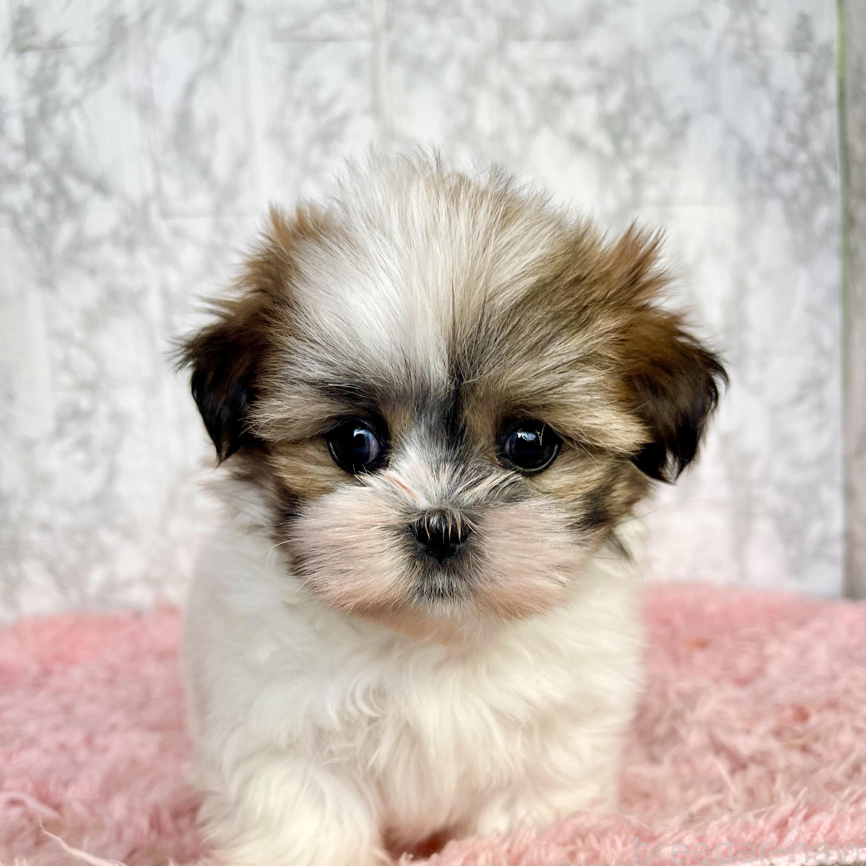 販売中の北海道のミックス犬-383717の17枚目