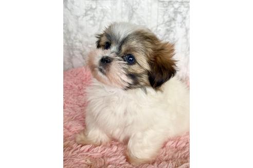 販売中の北海道のミックス犬-383717の14枚目