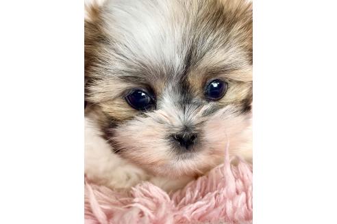 販売中の北海道のミックス犬-383717の12枚目