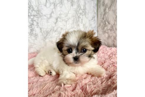 販売中の北海道のミックス犬-383717の10枚目