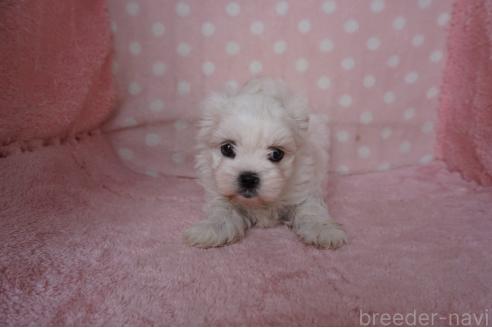 販売中の長崎県のミックス犬-383718の3枚目