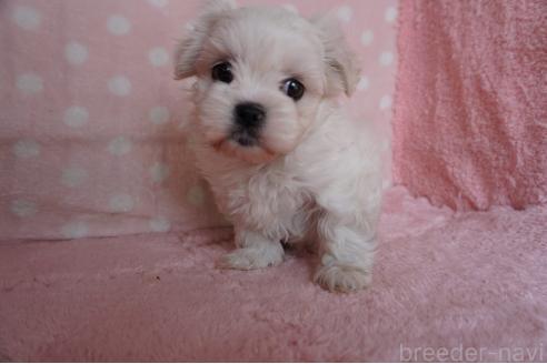販売中の長崎県のミックス犬-383718の2枚目