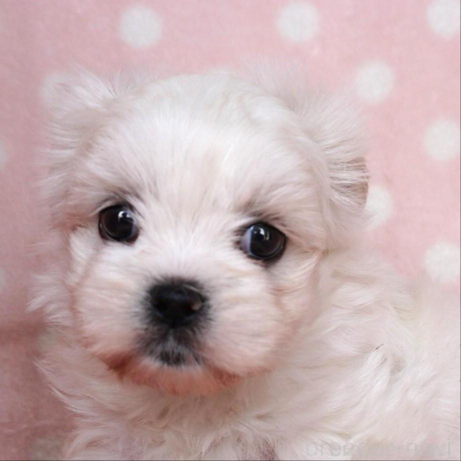 販売中の長崎県のミックス犬-383718