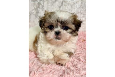 販売中の北海道のミックス犬-383731の19枚目