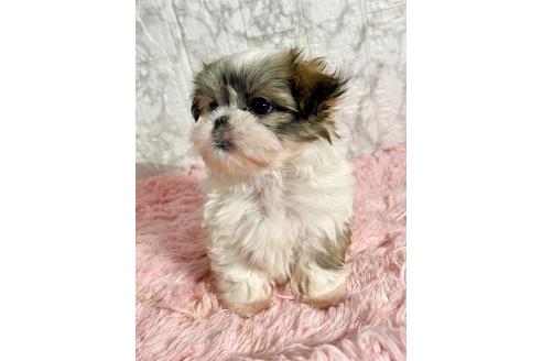 販売中の北海道のミックス犬-383731の17枚目