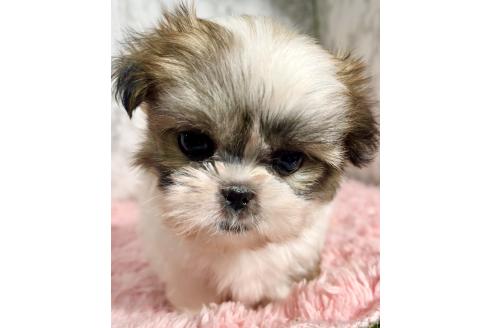販売中の北海道のミックス犬-383731の15枚目