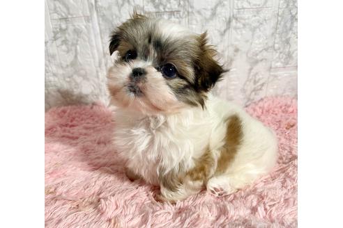 販売中の北海道のミックス犬-383731の12枚目
