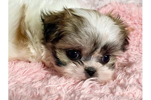 販売中の北海道のミックス犬-383731の10枚目