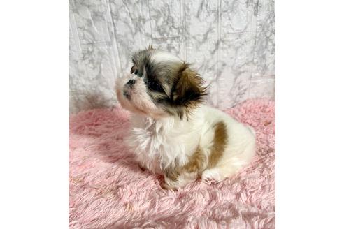販売中の北海道のミックス犬-383731の9枚目