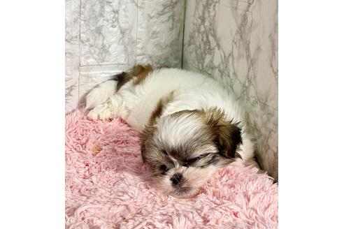 販売中の北海道のミックス犬-383731の8枚目