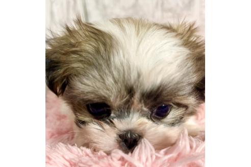 販売中の北海道のミックス犬-383731の6枚目