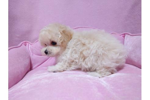 成約済の埼玉県のマルプー:マルチーズ×トイプードル-383741の2枚目