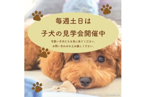 成約済の滋賀県のタイニープードル-383692の2枚目