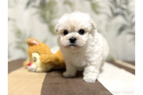 成約済の東京都のミックス犬-378439の10枚目