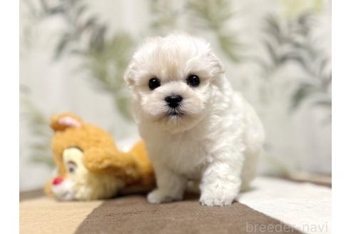 成約済の東京都のミックス犬-378439の9枚目