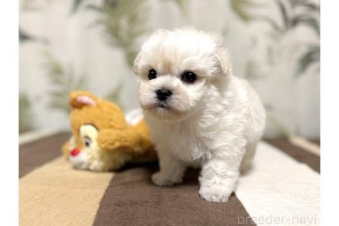 成約済の東京都のミックス犬-378439の8枚目
