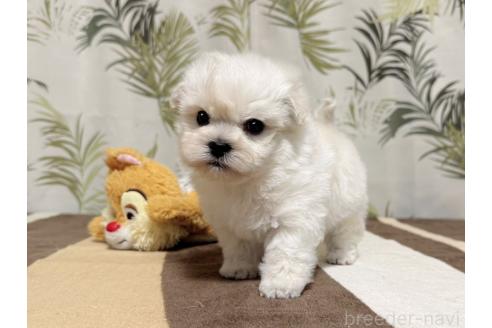 成約済の東京都のミックス犬-378439の7枚目