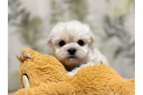 成約済の東京都のミックス犬-378439の6枚目