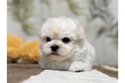 成約済の東京都のミックス犬-378439の5枚目