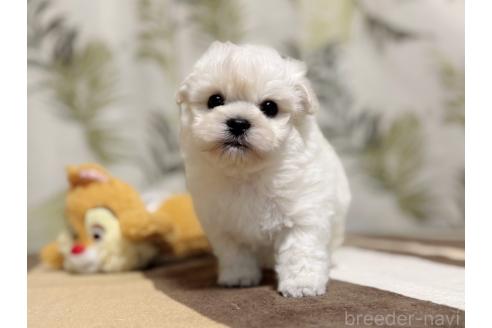 成約済の東京都のミックス犬-378439の3枚目