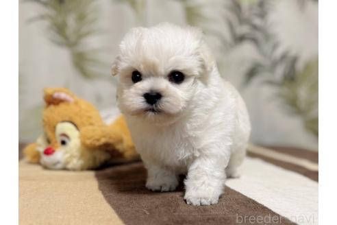 成約済の東京都のミックス犬-378439の2枚目