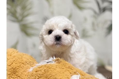 成約済の東京都のミックス犬-378437の10枚目