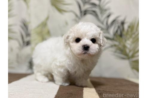 成約済の東京都のミックス犬-378437の9枚目
