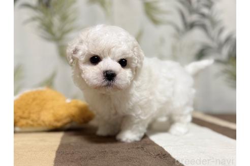 成約済の東京都のミックス犬-378437の1枚目