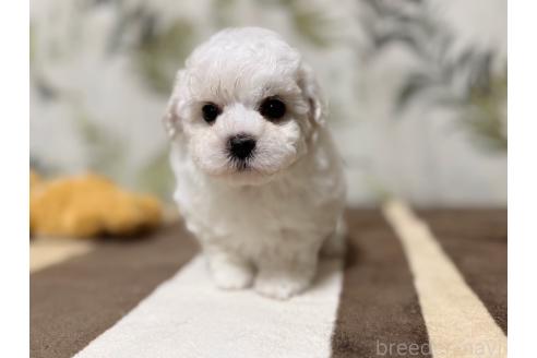 成約済の東京都のミックス犬-378437の8枚目