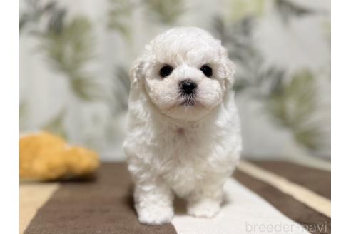 成約済の東京都のミックス犬-378437の7枚目