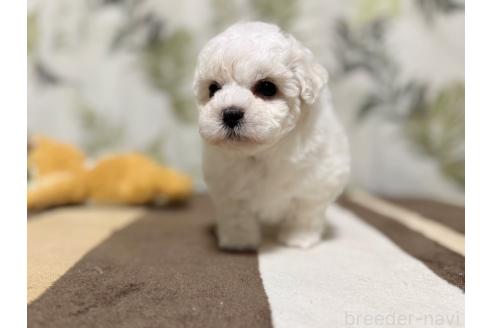 成約済の東京都のミックス犬-378437の6枚目