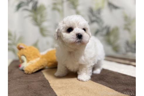 成約済の東京都のミックス犬-378437の5枚目