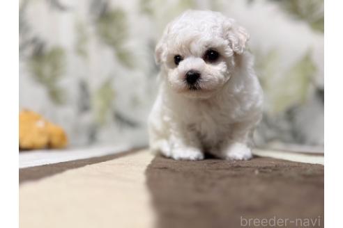 成約済の東京都のミックス犬-378437の3枚目