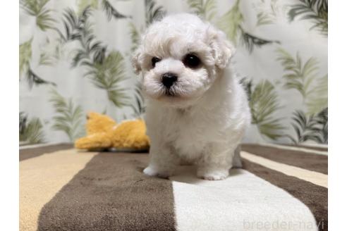 成約済の東京都のミックス犬-378437の2枚目