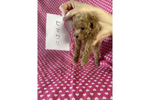 成約済の北海道のタイニープードル-383750の2枚目