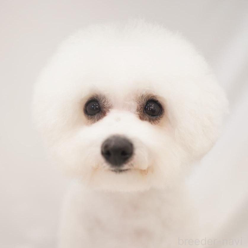 メルシーちゃん1枚目