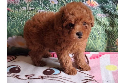 成約済の愛知県のトイプードル-377697の1枚目