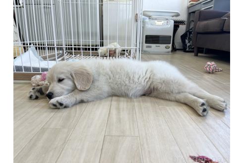 成約済の三重県のゴールデンレトリーバー-383766の2枚目