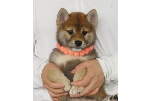 販売中の静岡県の柴犬-382388の3枚目