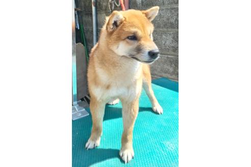 商談中の埼玉県の柴犬-390632の2枚目