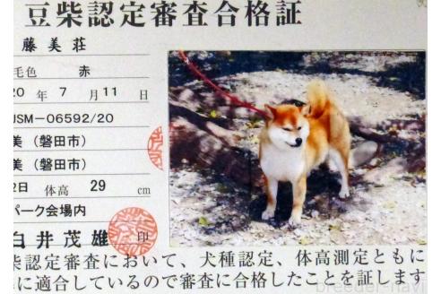 花蓮ちゃん1枚目