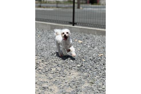 ペク・ポングくん1枚目