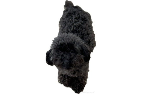 パピコちゃん1枚目