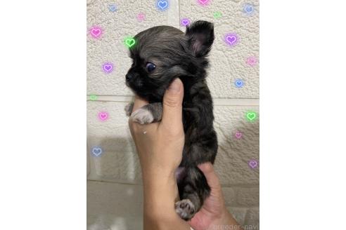 成約済の愛媛県のチワワ(ロングコート)-383902の4枚目