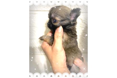 成約済の愛媛県のチワワ(ロングコート)-383906の3枚目