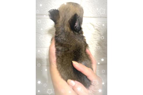 成約済の愛媛県のチワワ(ロングコート)-383906の2枚目